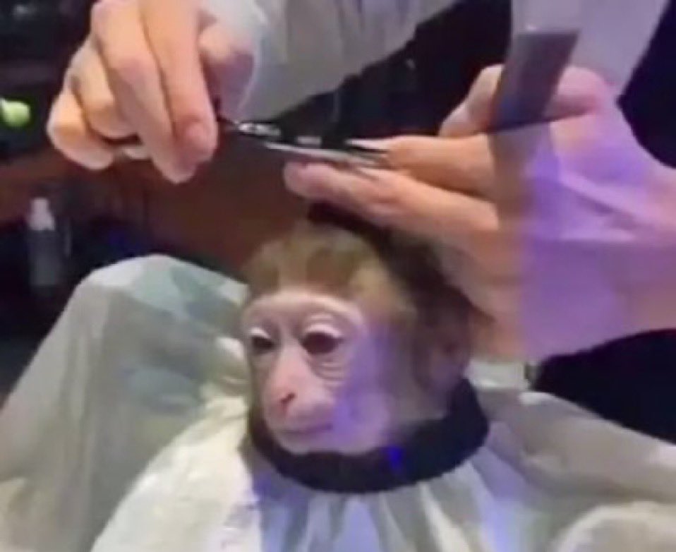 singe coiffeur coupe de cheveux