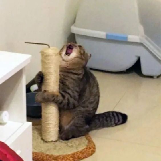 chat cris trauma arbre a chat