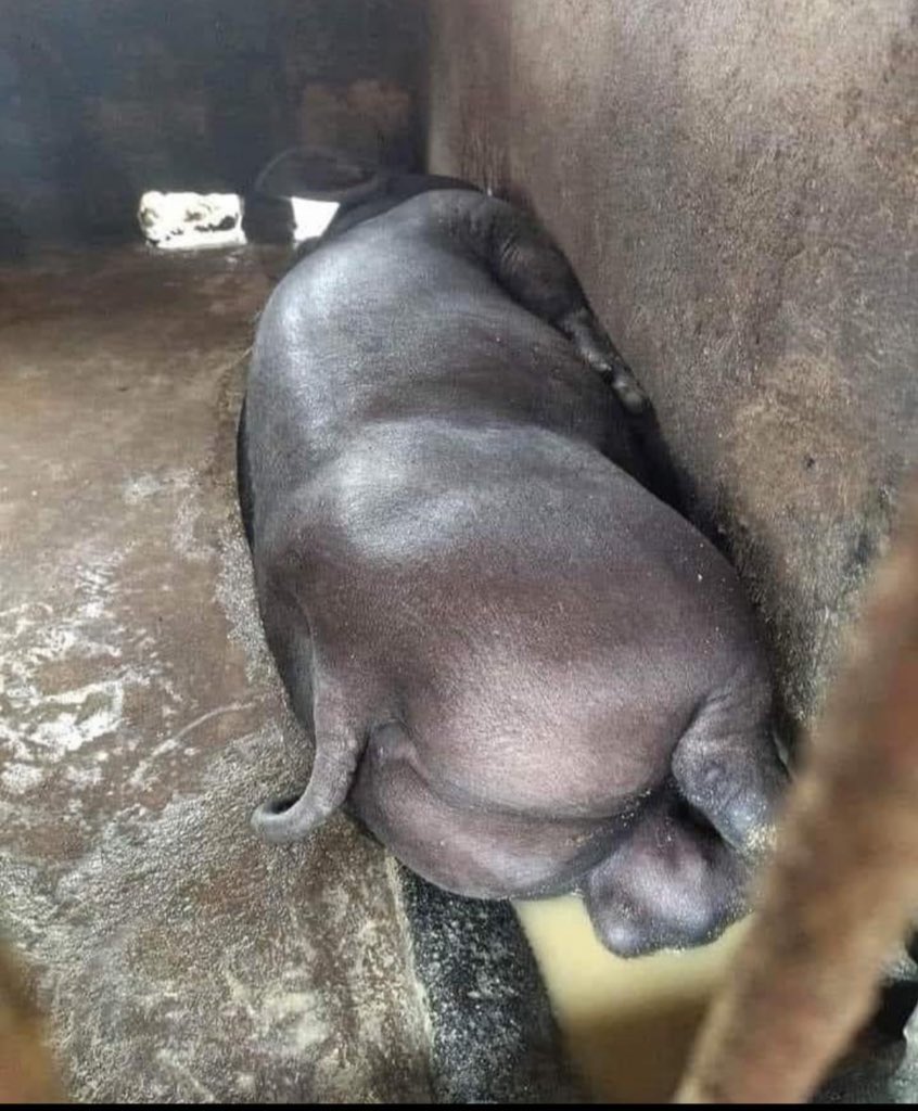 hippopotame qui tape une sieste
