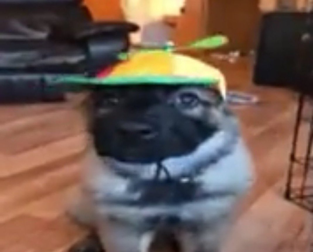Chiot Tatra Casquette Aviateur Mignon