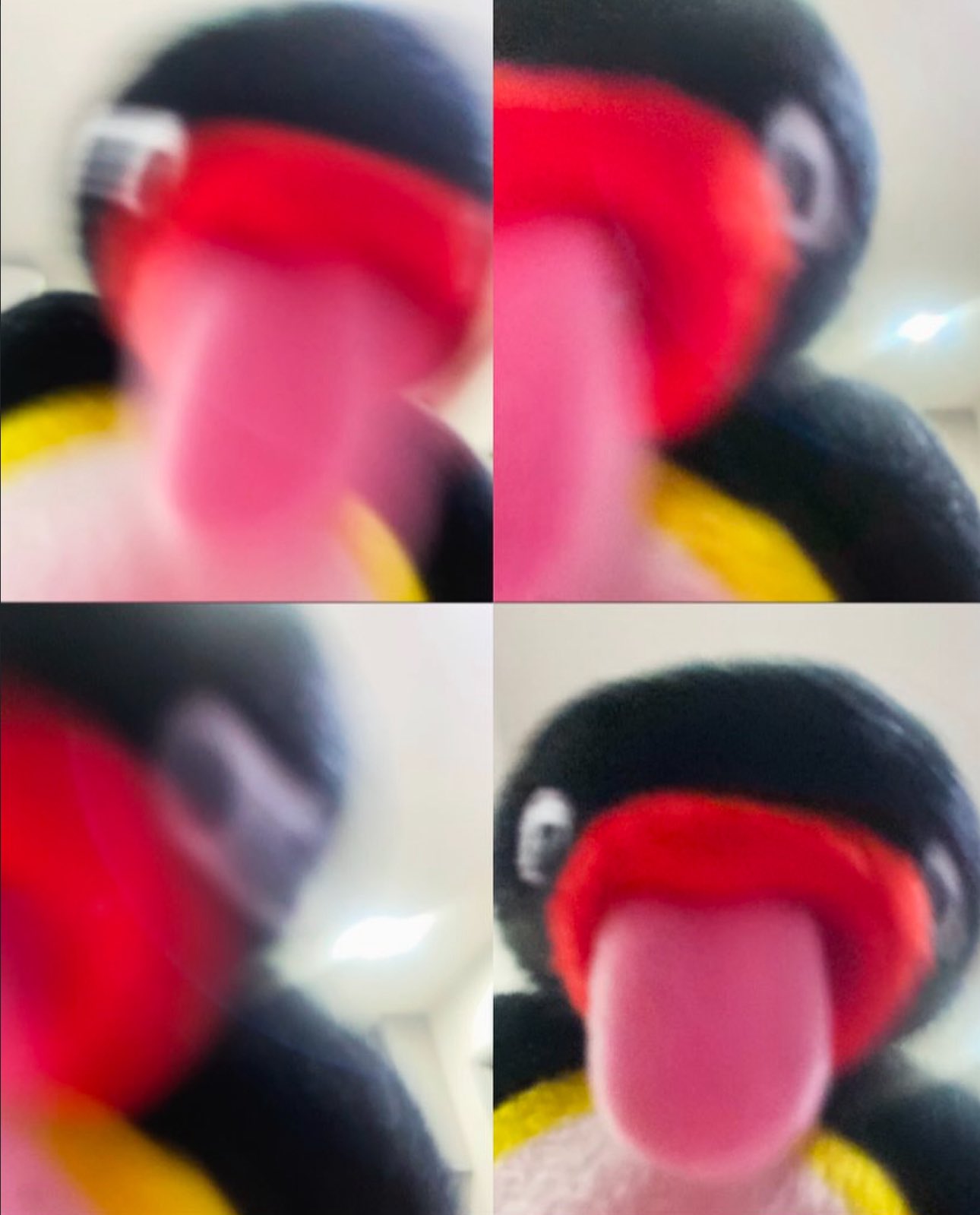 Pingu Nut nut lechage de langue