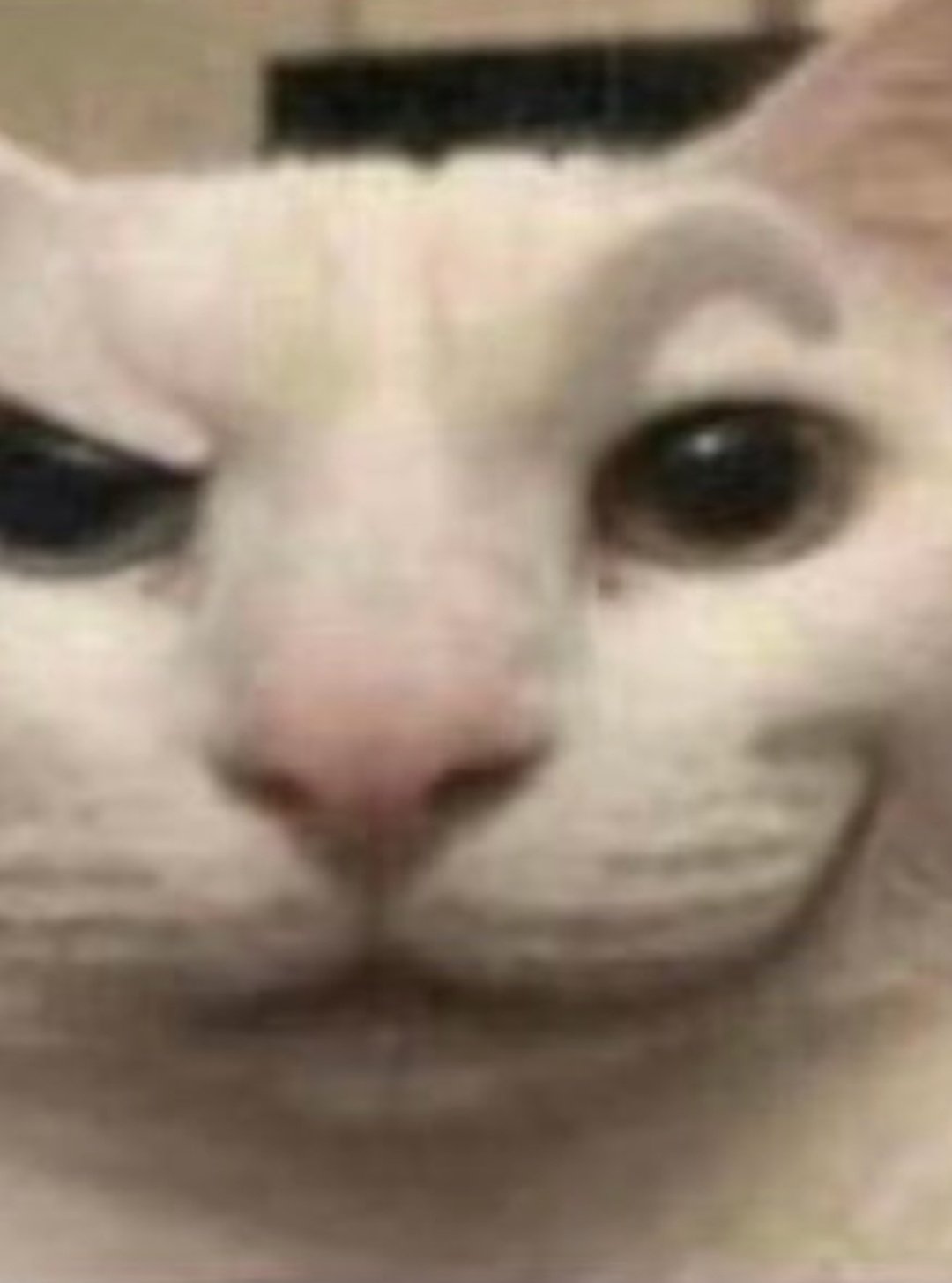 Chat regarde suspect curieux