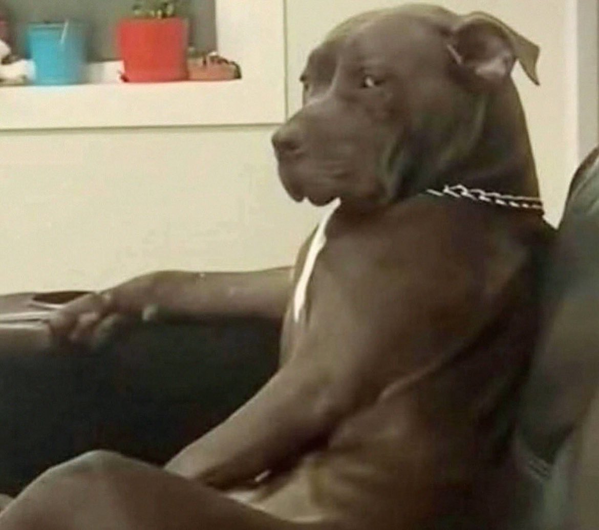 Chien assis sur un canapé avec un air mécontent