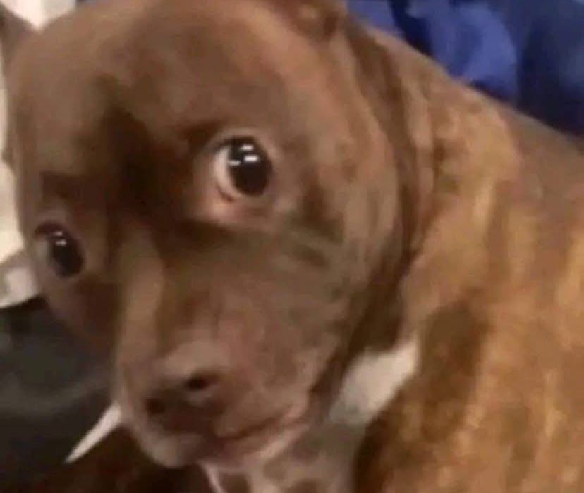 chien regard bizarre etrange