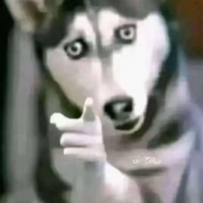 Chien Husky accusateur pointant du doigt