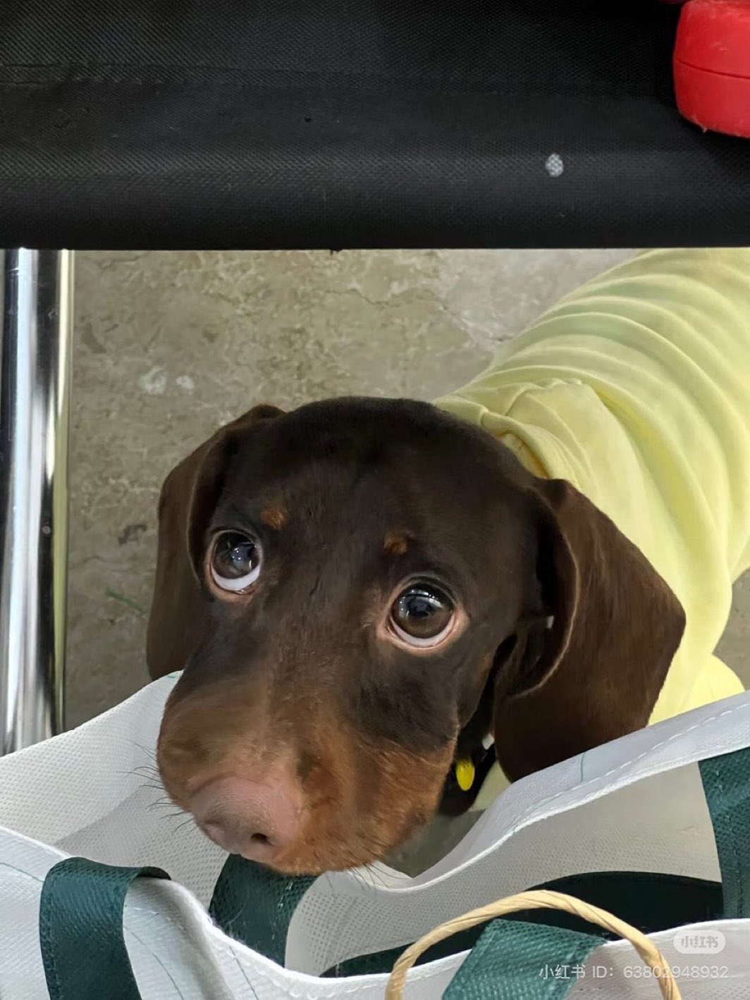 chien regard mignon