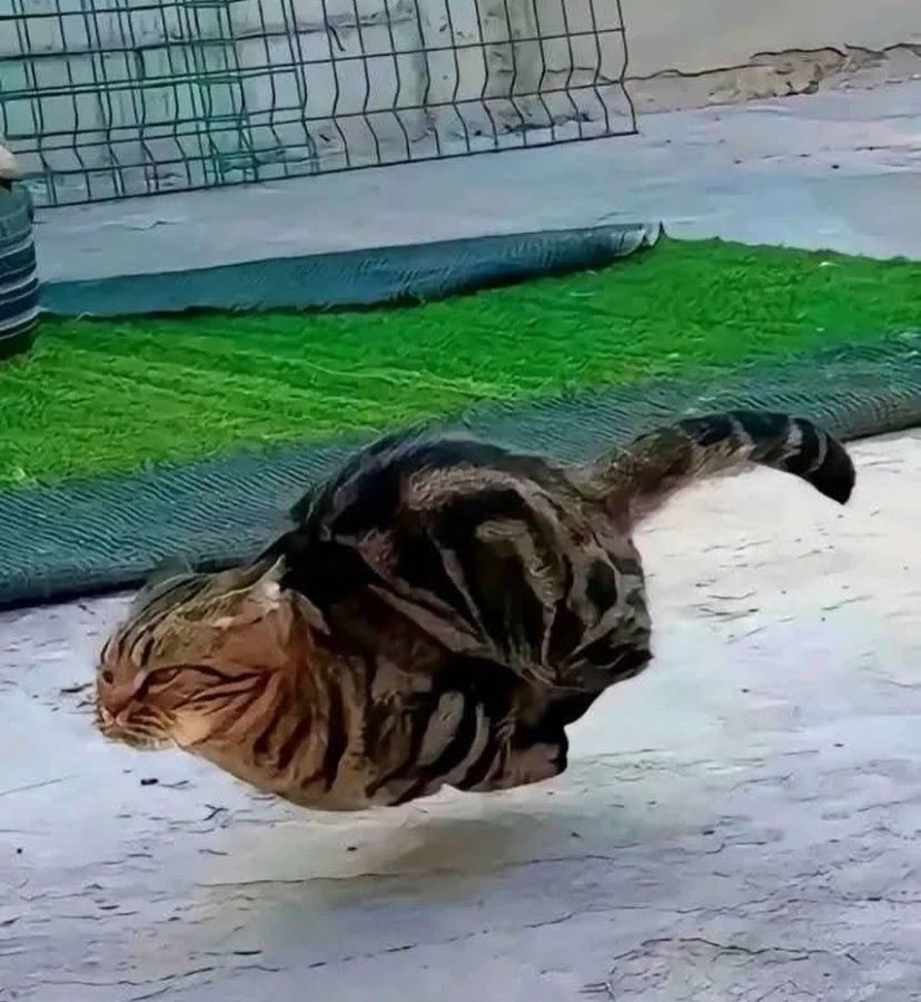 Chat qui sprint qui cours vite