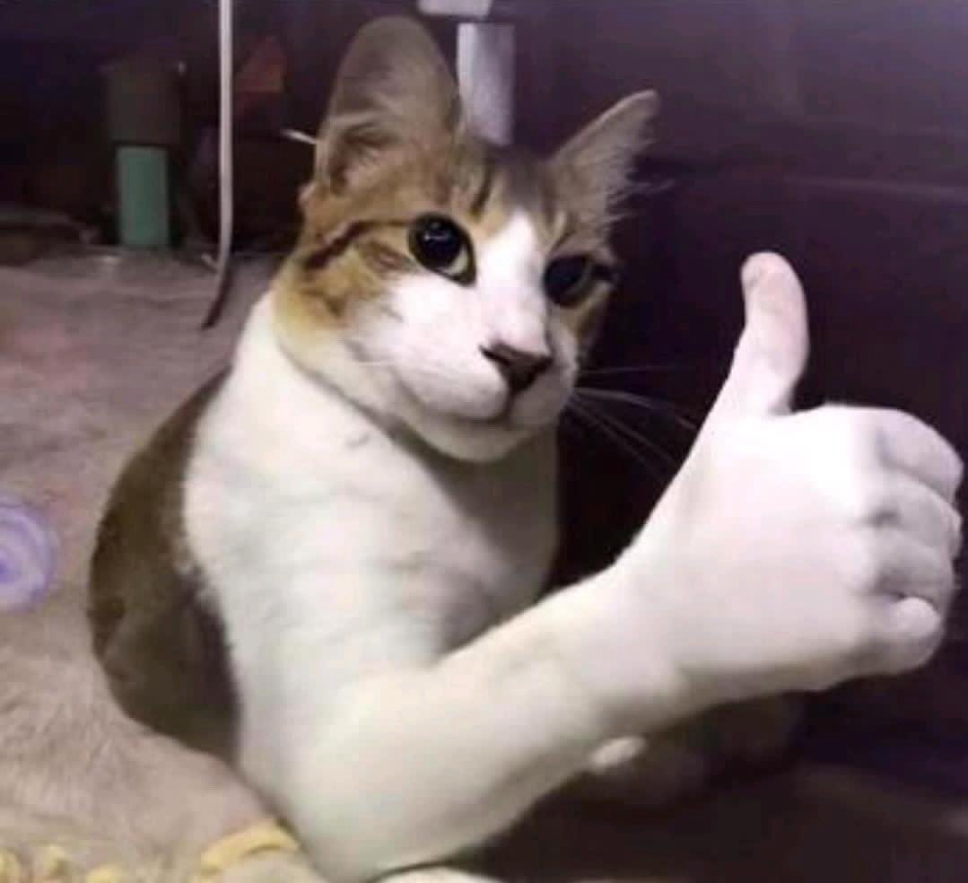 Chat réaliste avec pouce humain levé – image surréaliste, approbation absurde
