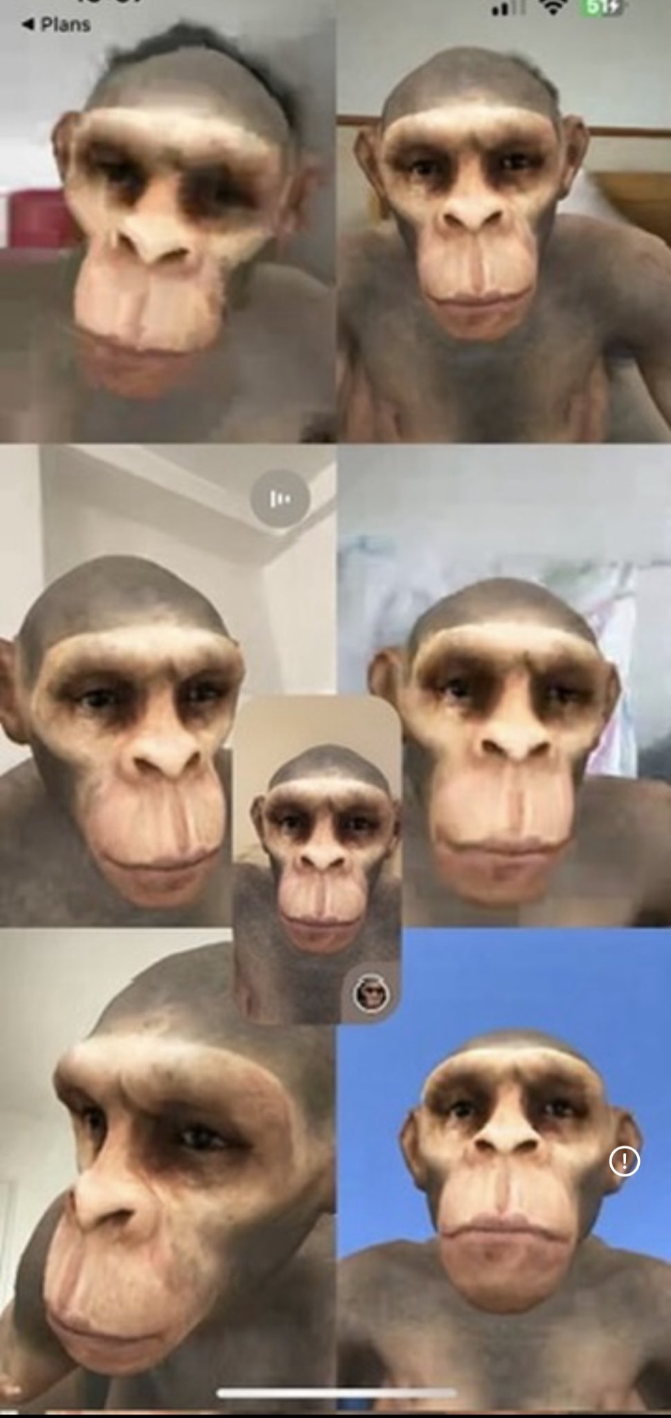 Collage de visages humains transformés en singes par filtre vidéo – ambiance absurde et surréaliste, captures d’écran humoristiques de FaceTime sinj