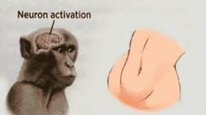 Dessin d’un singe avec cerveau activé en regardant un ventre, nombril, hanche accompagné du texte neuron activation
