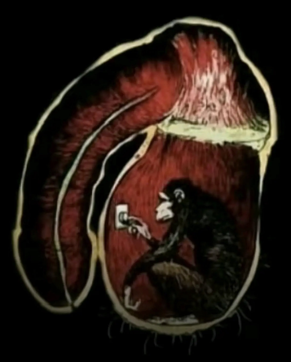 Singe dans des coulilles, réfléchir avec sa bite