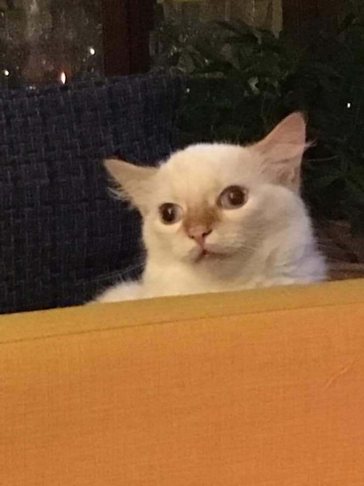 Chat blanc qui louche