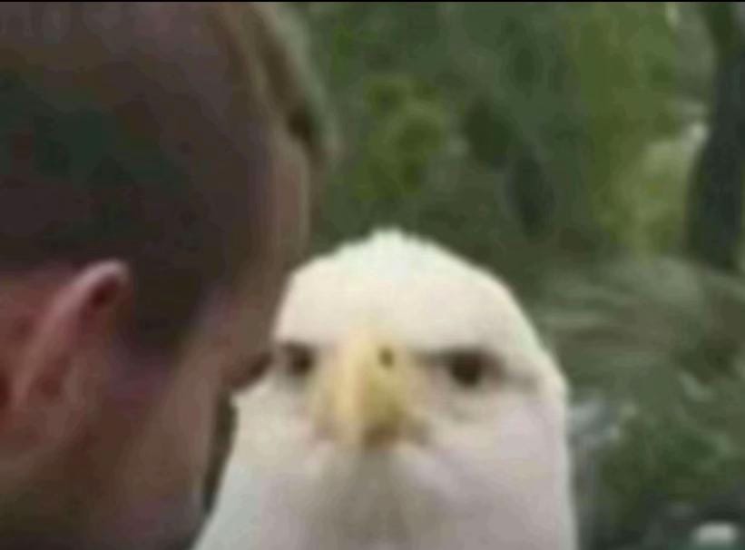 Un aigle qui fixe un humain de manière choquée, questionnée