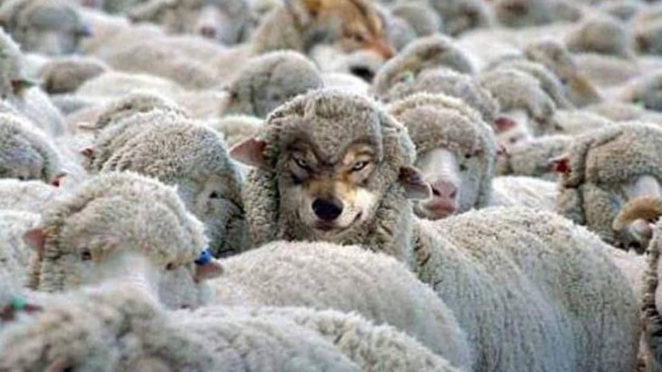 Loup déguisé en mouton dans une meute de moutons