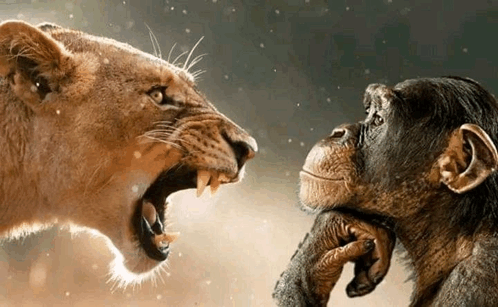 Lion rugissant face à un chimpanzé impassible