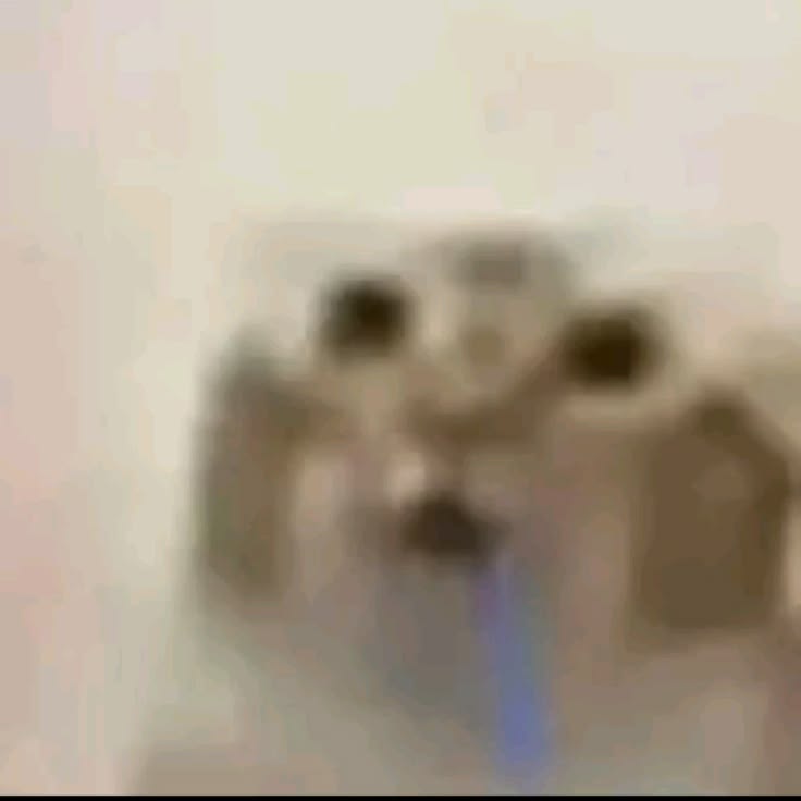 chat débile qui bave