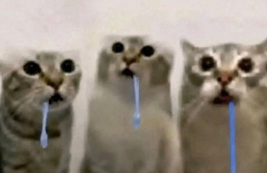 Trois chats débiles qui bavent