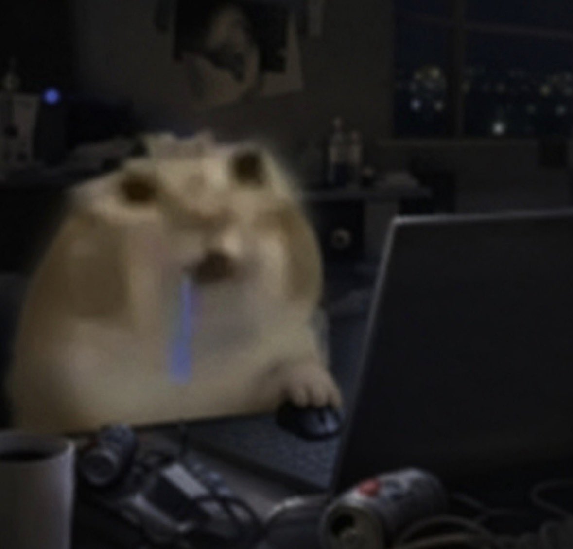 chat débile qui bave devant un ordinateur