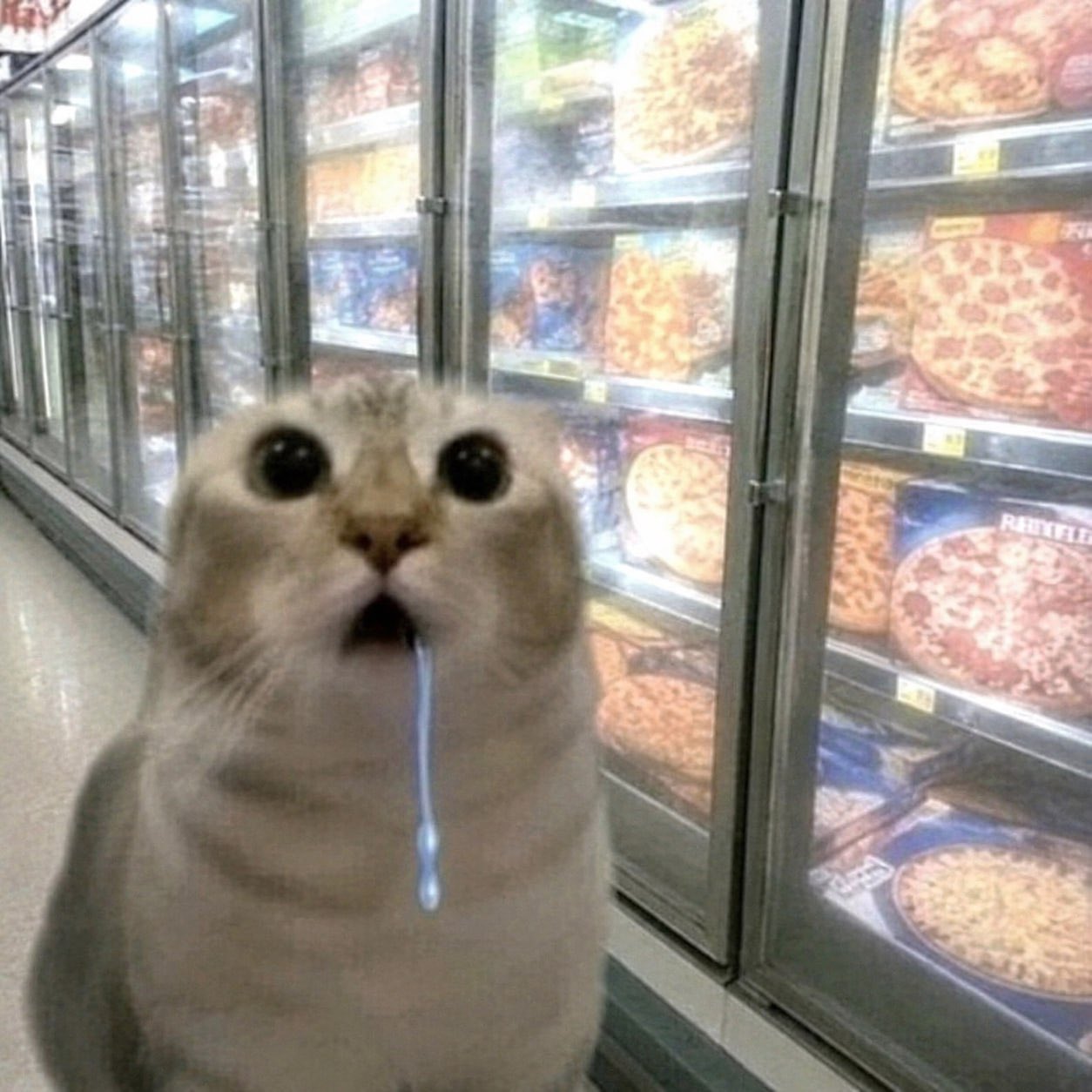 chat débile qui bave au rayon pizzas surgelées