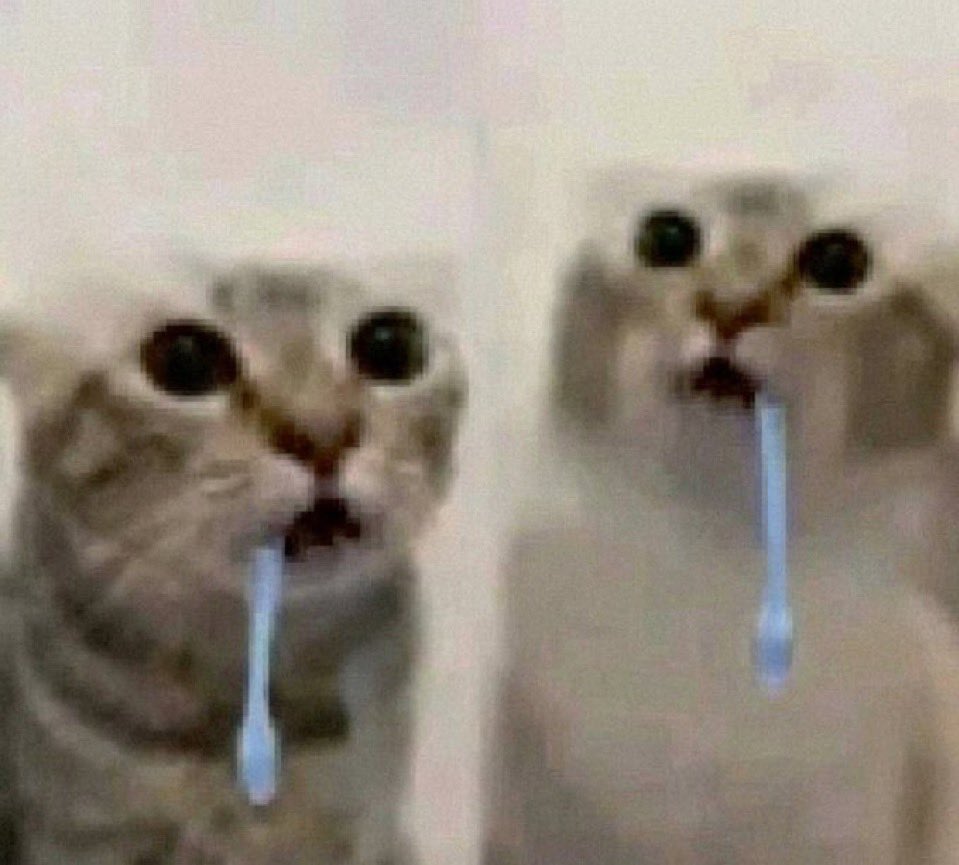 Deux chats débiles qui bavent