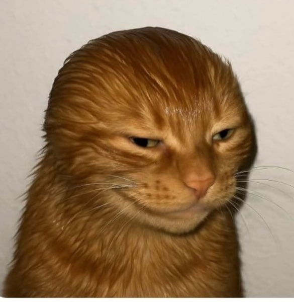 Chat orange regardant avec indifférence