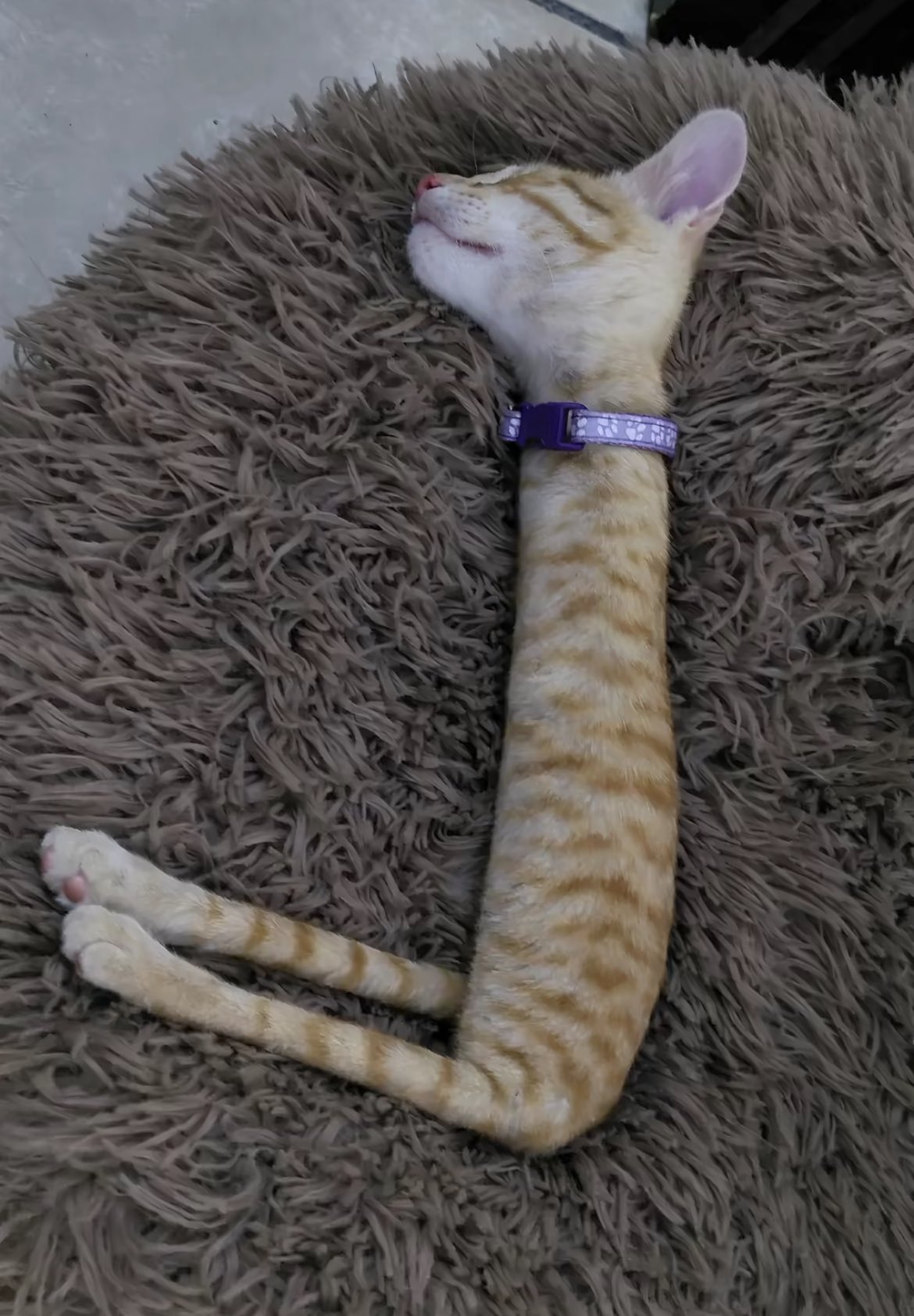 Chat goofy qui dort