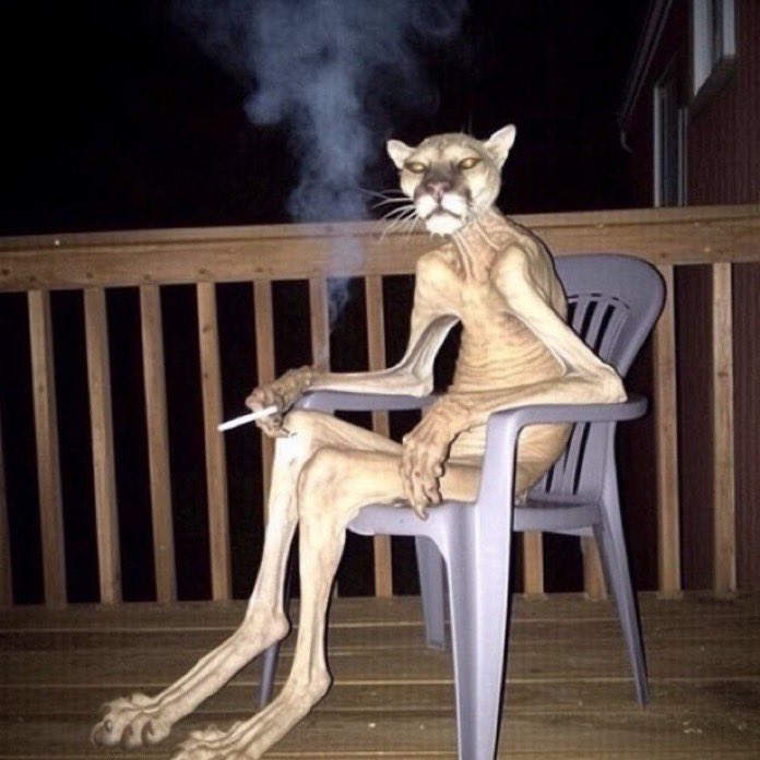 Chat anthropomorphe fumant une cigarette en déprome