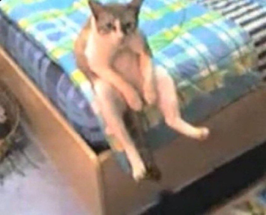 Chat assis en position humaine sur un lit