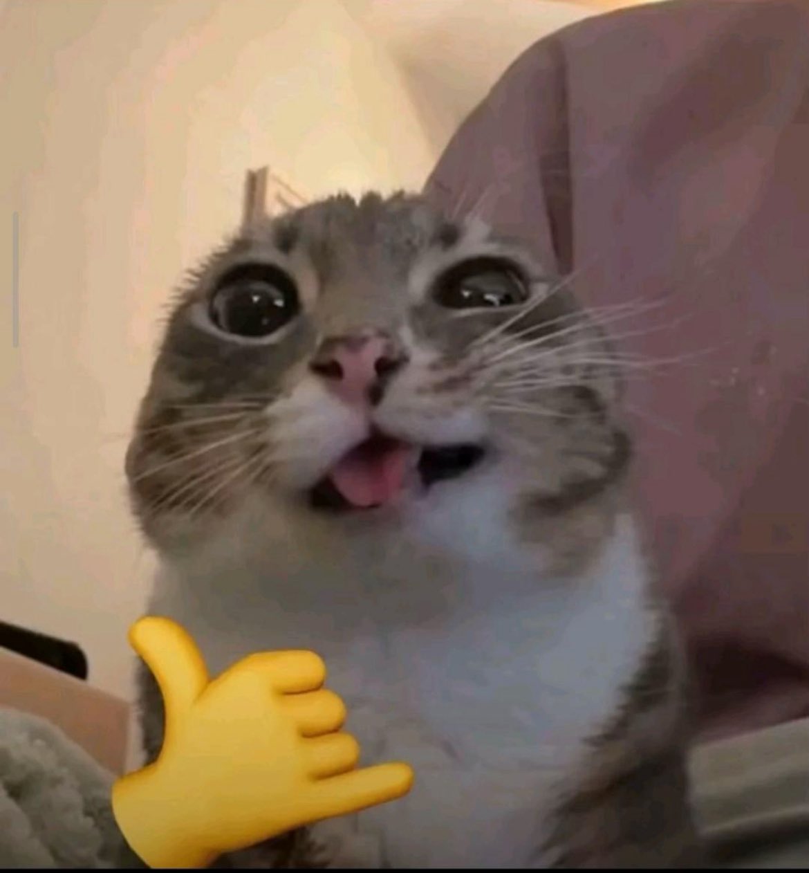 Chat débile avec langue sortie et main jaune