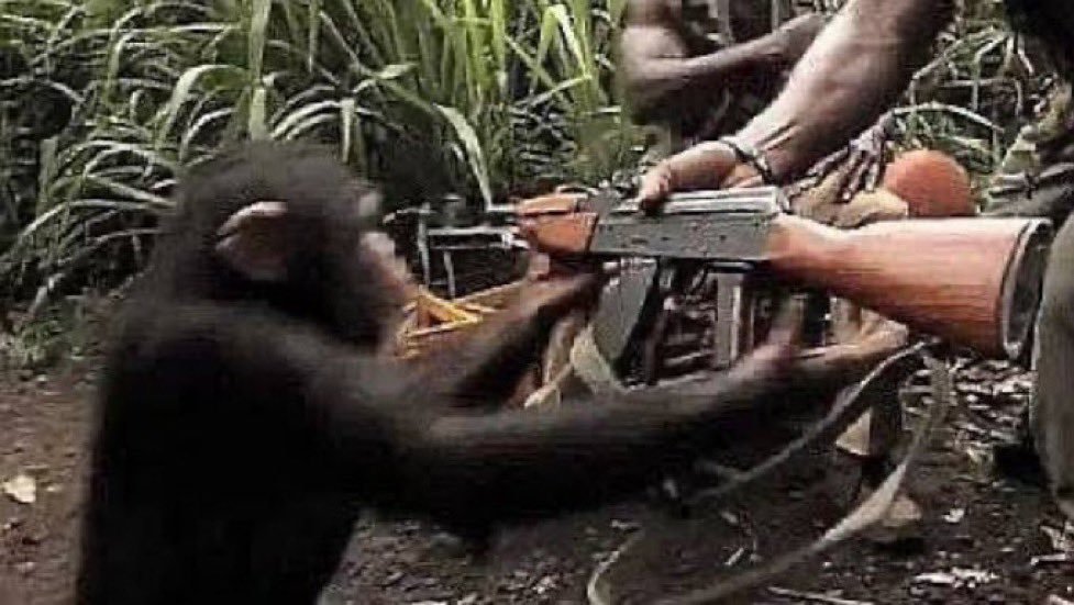 Un singe reçoit un fusil d'assaut AK-47