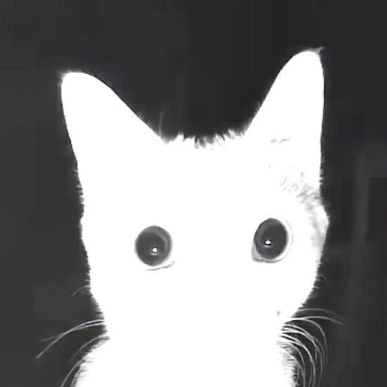 Chat blanc survolte aux yeux grands ouverts regarde fixement la camera