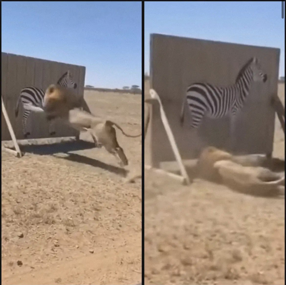 Un lion bondit sur un faux zèbre et fonce dans un panneau