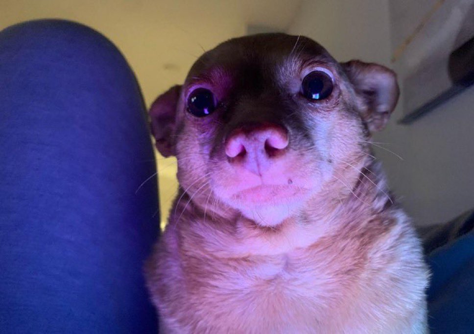 Un petit chien fixe la camera avec un regard anxieux