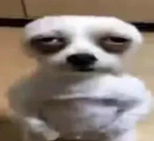 Un chien blanc regarde fixement avec des cernes sous les yeux