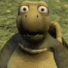 Verne la tortue qui regarde avec des yeux écarquillés de terreur