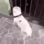 Un petit chien blanc danse du bassin