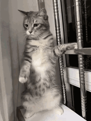 Un chat qui danse