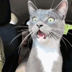Chat gris aux yeux écarquillés, bouche bée dans une voiture