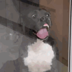 Chien noir collant sa langue et son museau contre une vitre