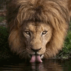 Un lion boit de l'eau en sortant la langue