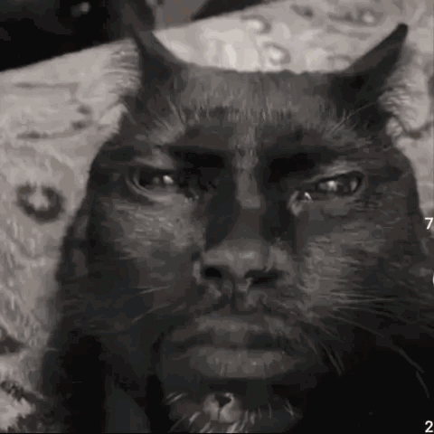 Un chat noir regarde fixement l'objectif avec un visage humain dérangeant