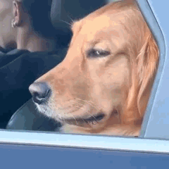 Un chien tourne la tête et ferme la fenêtre d'une voiture