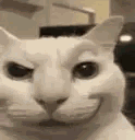 Un chat blanc esquisse un visage diabolique puis secoue la langue