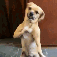 Un chien se tient debout et bouge l'épaule en dansant