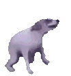 Chien qui danse furieusement