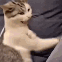 Un chat qui fait des mouvement de combat/frappe dans le vide
