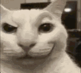 Un chat blanc lève un sourcil avec un sourire narquois, puis terrorise, choqué, perturbé