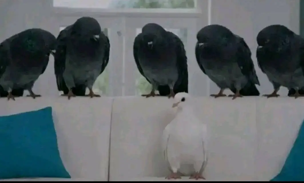 Cinq pigeons noirs entourent une colombe blanche sur un canapé