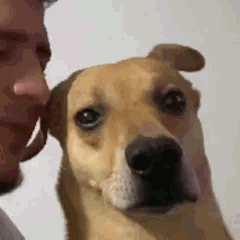 Un homme chuchote à l'oreille d'un chien qui écarquille les yeux de terreur
