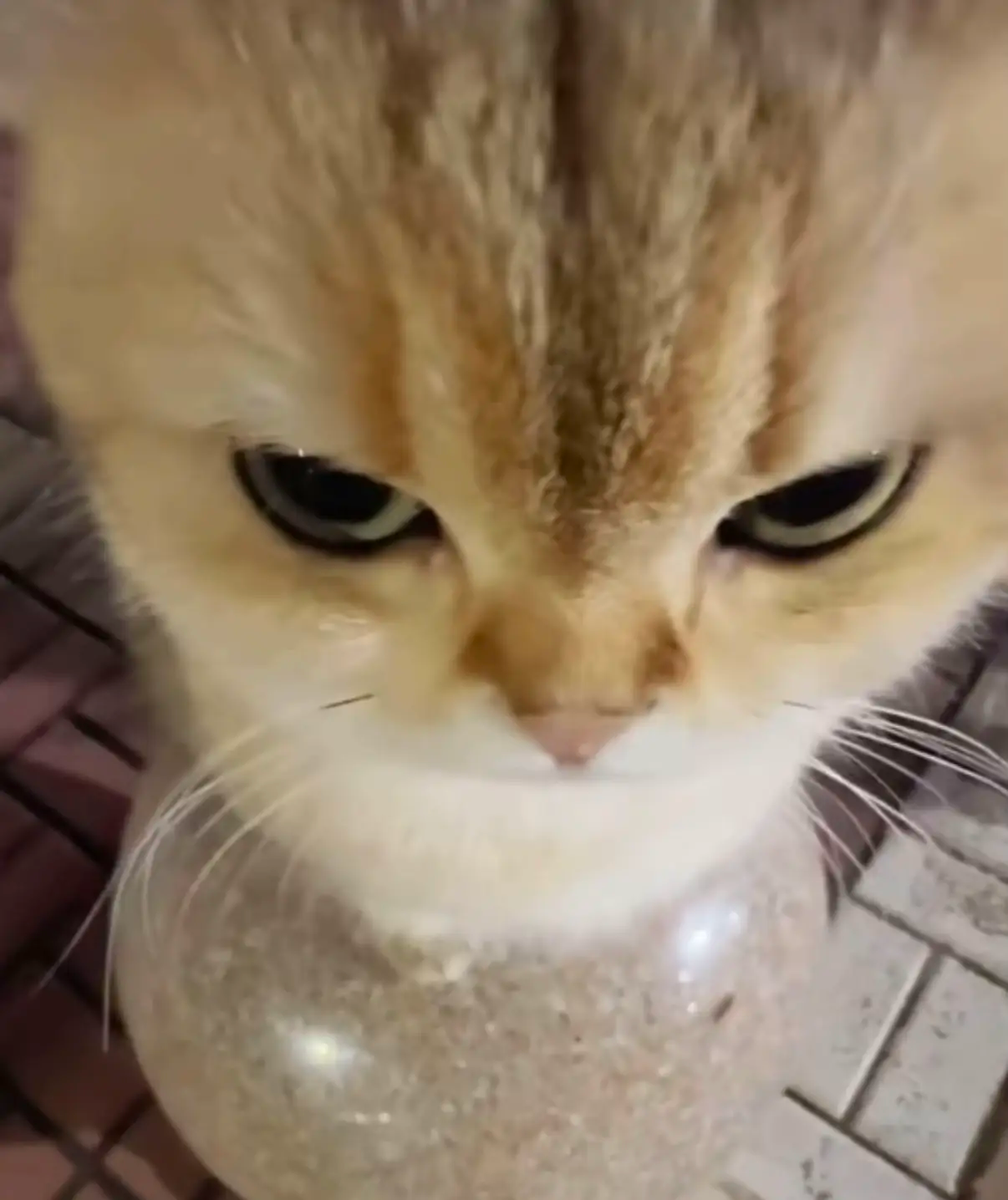 Chat regarde fixement la camera avec un air enerve